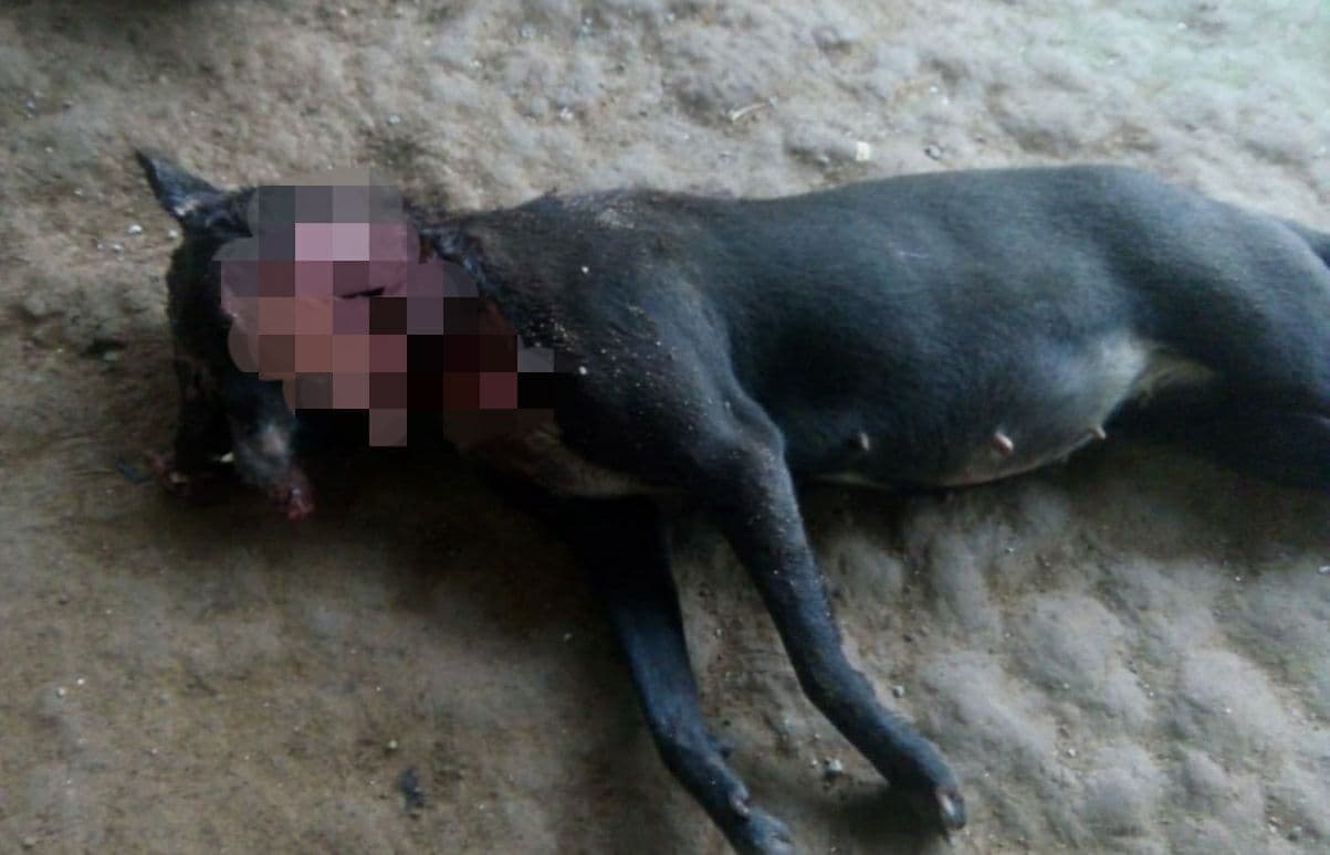 Bangkai anjing Foni di Ambon (Foto: Dokumentasi pribadi Adriana)