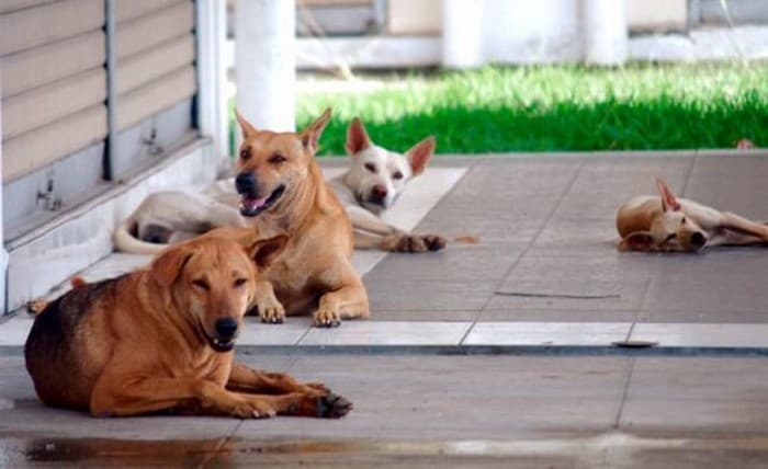 Anjing liar (Foto: Istimewa)