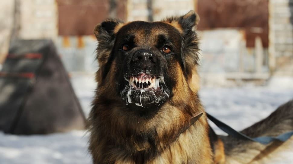 Ilustrasi anjing Rabies (Foto:Istimewa)