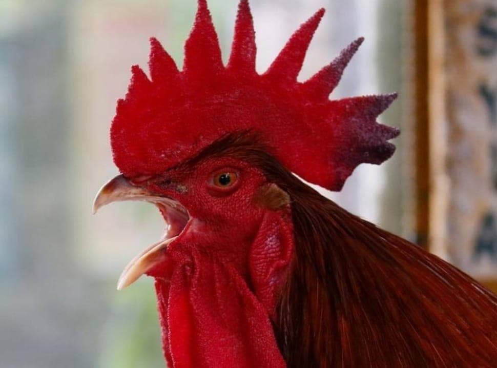 Ayam jago (Foto:Istimewa)