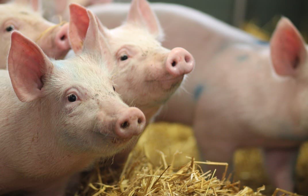 Hewan Babi (Foto: Istimewa)