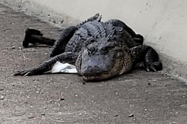 Buaya berjemur di jalan (Foto:Istimewa)