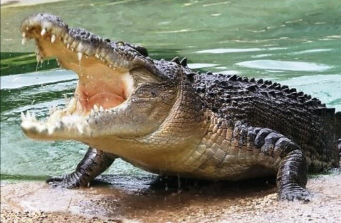 Buaya terkam anggota TNI AD (Foto: Istimewa)