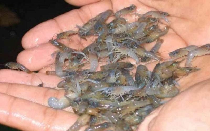 Polisi Gerebek Penampungan Ribuan Benih Lobster di Lampung