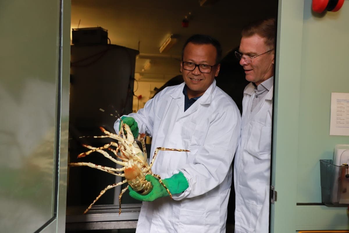 Menteri KKP Edhy Prabowo saat pegang lobster. (Foto:KKP).