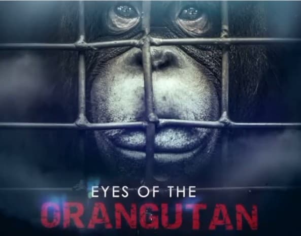 Film dokumenter 'Eyes of the Orangutan' diputar online secara global pada 22 Agustus 2021. (Foto: Istimewa)