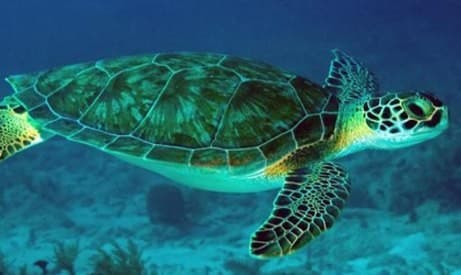Penyu Hijau (Foto:Istimewa)