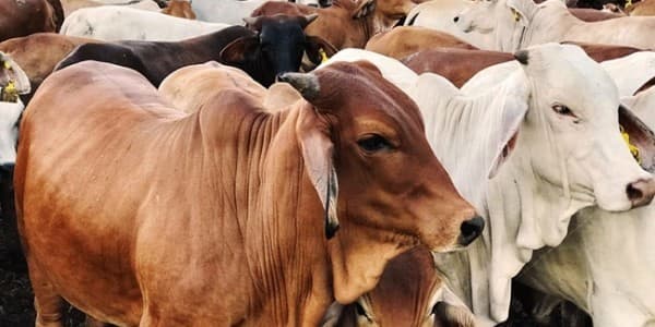 Idul Adha, Perlukah Hewan Dites Swab Sebelum Sembelih?
