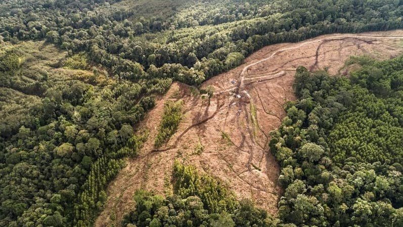 Petisi selamatkan hutan kemenyan di Humbahas