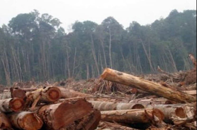 Ilustrasi hutan tergerus sawit