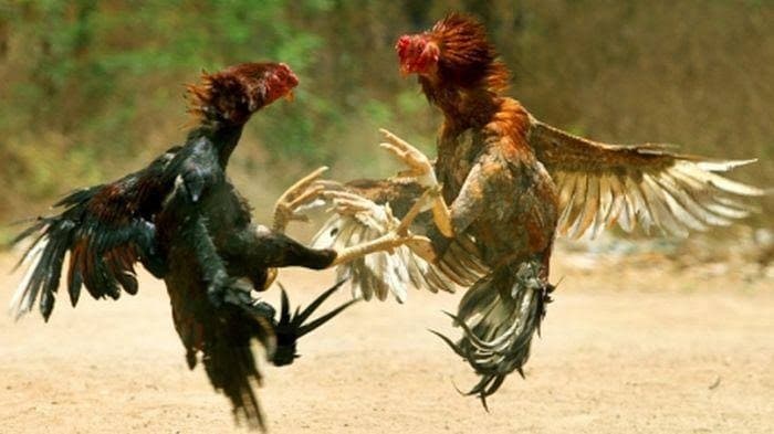 Ilustrasi Ayam Aduan (Foto:Istimewa)