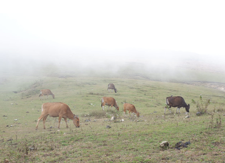 Dear Ibu Kota, Dengarkan Sepenggal Kisah dari Fulan Fehan Negeri di Atas Awan