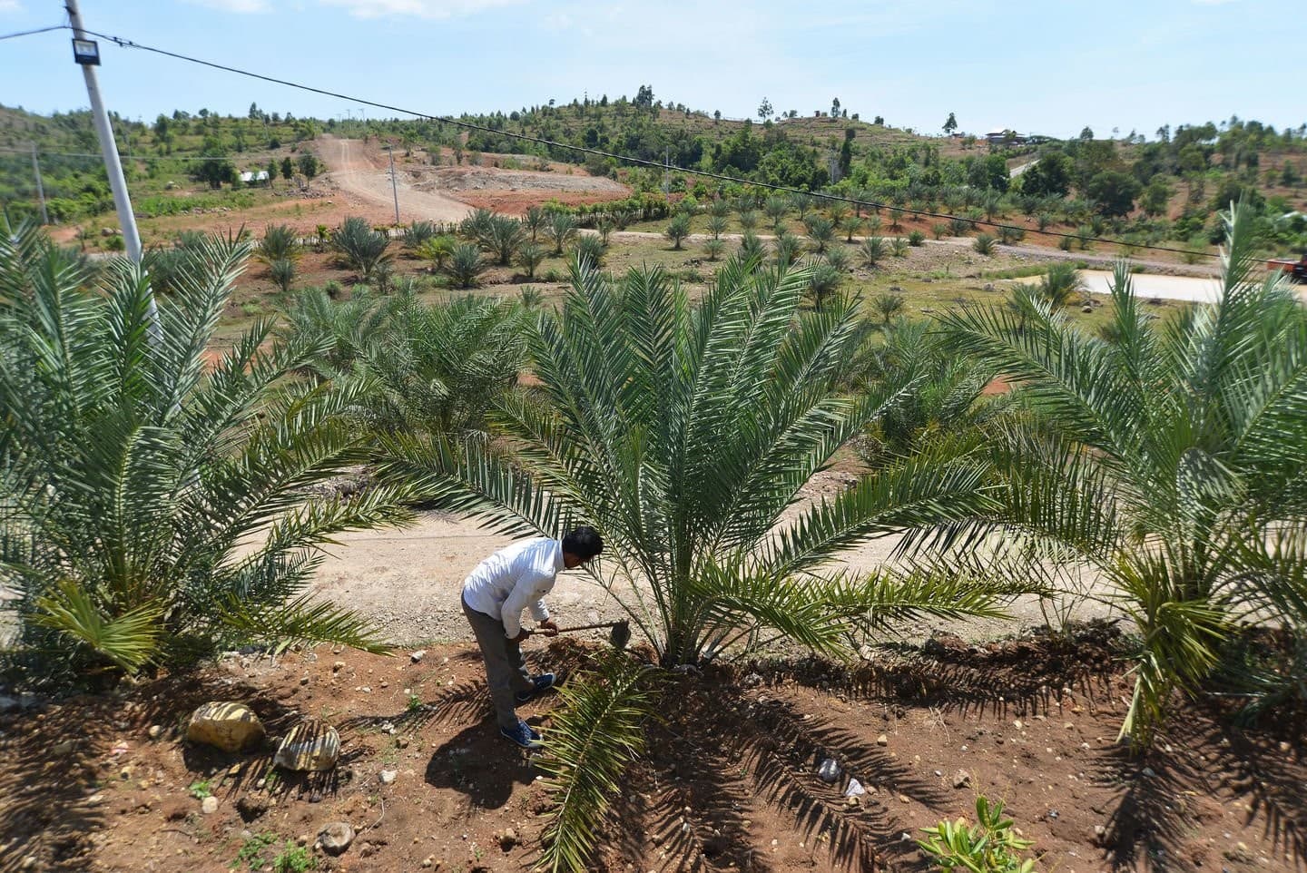 Kampung Kurma (Foto: Istimewa)