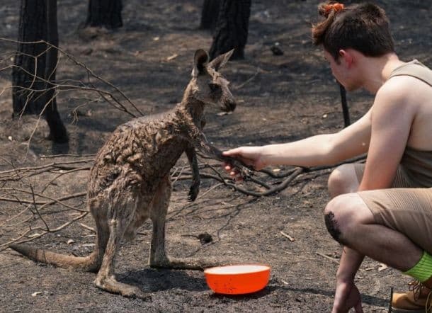 Kanguru yang terluka menghampiri manusia meminta bantuan (Foto:Istimewa)