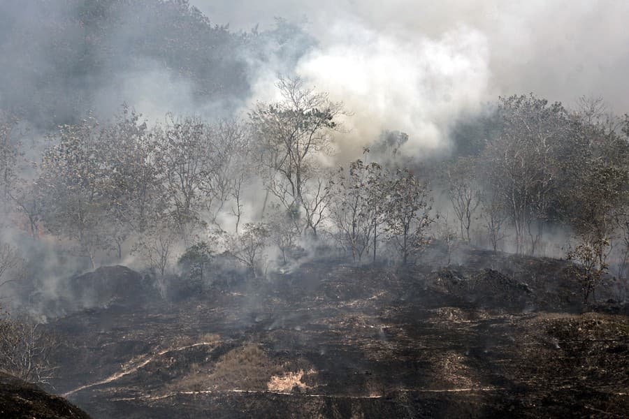 Ilustrasi kebakaran hutan dan lahan atau karhutla (Foto: Istimewa)