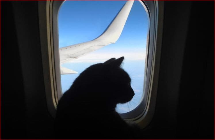 Akibat Perang di Ukraina: Federasi Kucing Internasional Boikot Si Empus asal Rusia