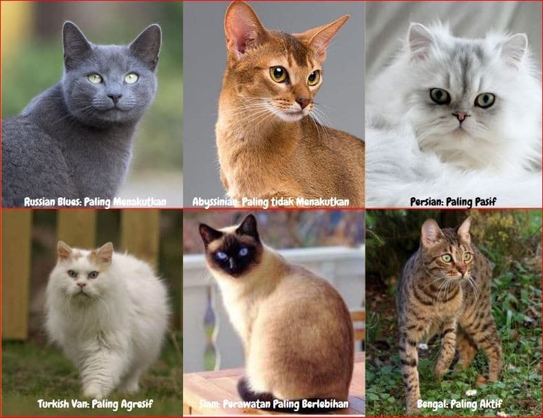 Pemelihara Kucing Perlu Tahu, Setiap Ras Memiliki Kepribadian Berbeda