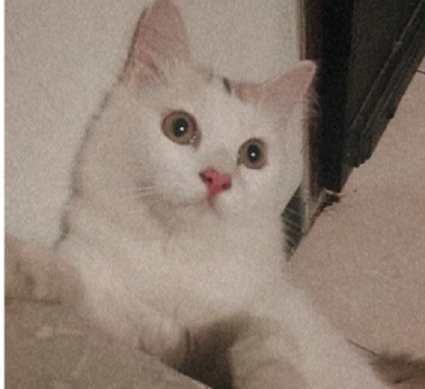 Ilustrasi Kucing (Foto:REQNews)