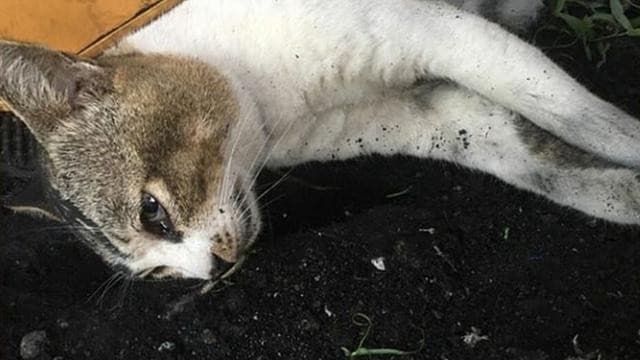 Gegara Kucingnya Diterlantarkan hingga Tewas, Majikan di Semarang Seret Pembantunya ke Pengadilan