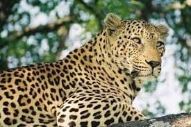 Macan tutul (Foto:Istimewa)
