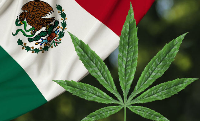 Meksiko akan Jadi Pasar Ganja Terbesar di Dunia