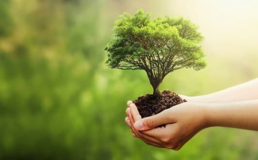Ilustrasi menanam pohon (Foto: Istimewa)