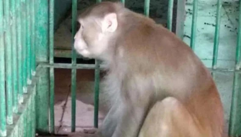 Serang Ratusan Orang Monyet Pecandu Miras Dipenjara Seumur Hidup