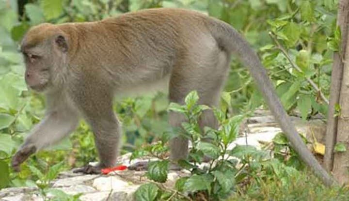 Mengutuk Penjualan Bayi Monyet di Pasar Satria Bali