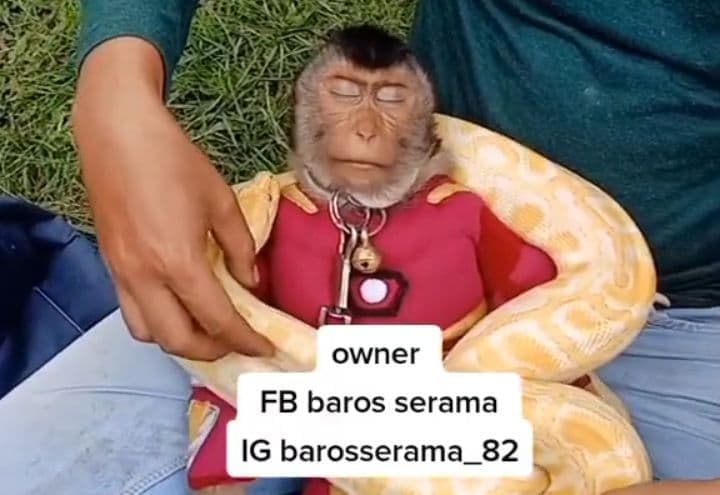 Viral Video Monyet Dililit Ular Jadi Bahan Lelucon, ADI Peringatkan Ini