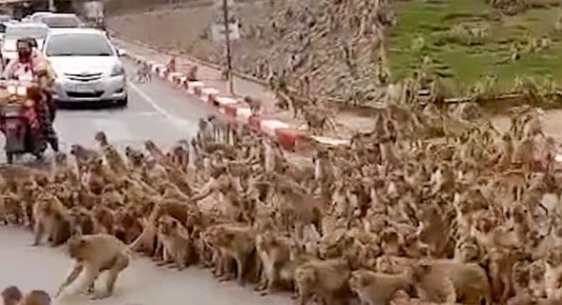 Ribuan moyet serbu kota untuk mencari makanan (Foto:Istimewa)