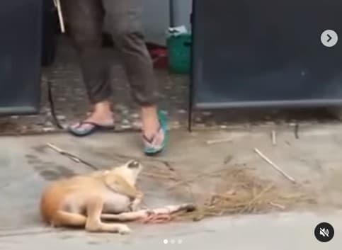 Penyiksaan anjing kembali terjadi.