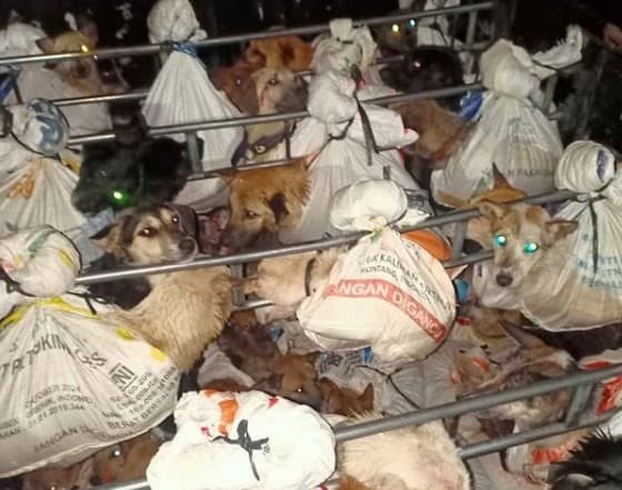 Diduga Hendak Dijagal, Puluhan Anjing yang Akan Dibawa ke Solo Berhasil Digagalkan