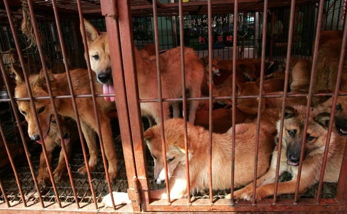 Ilustrasi perdagangan daging anjing (Foto:istimewa)