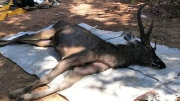 Jasad Rusa yang mati di Taman Nasional (bbc.com)