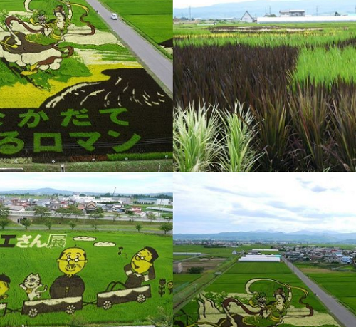 Sawah dengan Seni Tanbo (Foto:Istimewa)