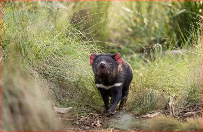 Tasmanian Devil, atau Setan Tasmania, hewan berkantung khas Tasmania yang terancam punah. Foto: smithsonianmag.com