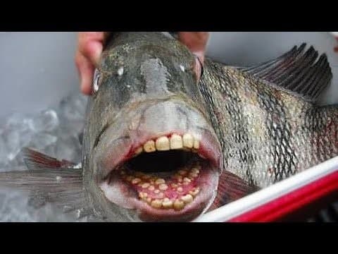 Ikan bergigi manusia  (Foto:youtube)
