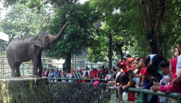 Hore! Kebun Binatang Ragunan Sudah Buka H+1 Lebaran Ini, Cek Nih Syarat Masuk dan Cara Beli Tiketnya