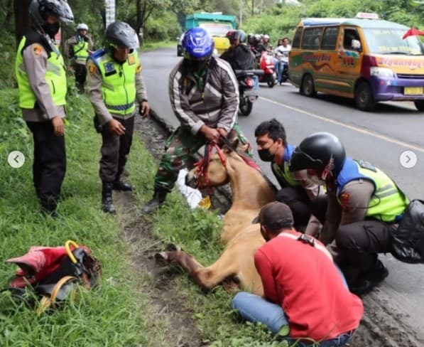 Viral kuda tumbang di jalan ditolong oleh polisi. (Foto: Instagram)