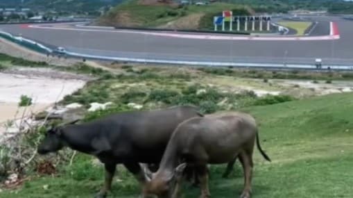 Cuma di Indonesia Kerbau Merumput di Sirkuit MotoGP, Videonya Bikin Warganet Geleng-geleng Kepala!
