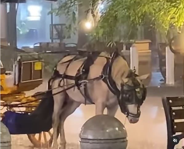 Kuda delman terguyur hujan lebat di lokasi wisata. (Foto: Instagram)