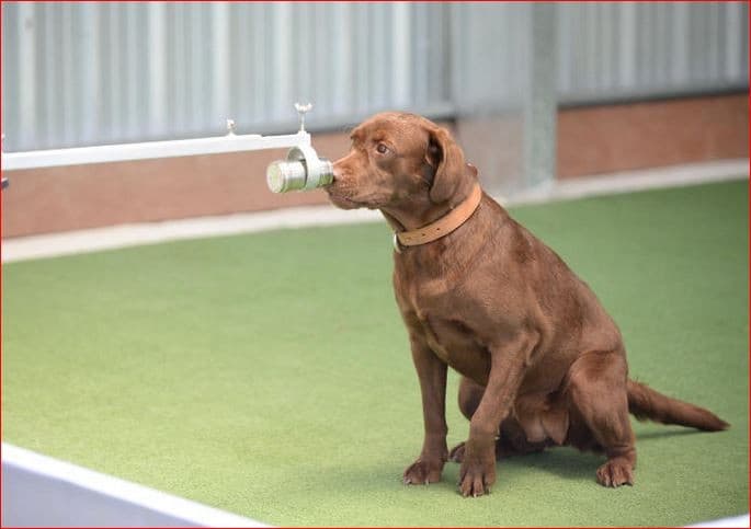 Di Belanda, Virus Corona Dijual Secara Online, Harganya Rp 539 Ribu