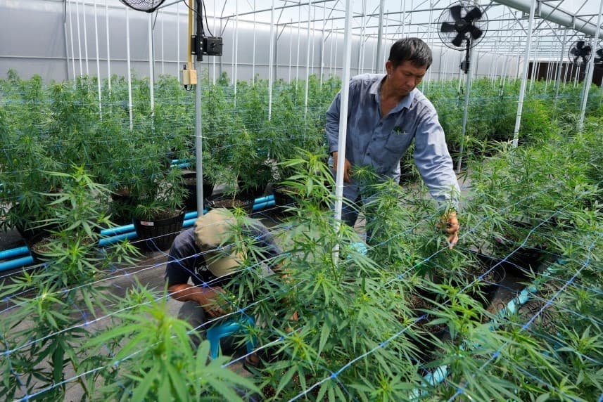 Warga Thailand diizinkan menanam ganja di rumah. (Foto: Loop News)