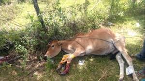 Ilustrasi Sapi (Foto:Istimewa)