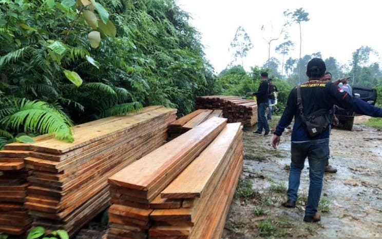 Polisi Buru Pelaku Pembalakan Liar di Kawasan HPT Air Ikan Bengkulu
