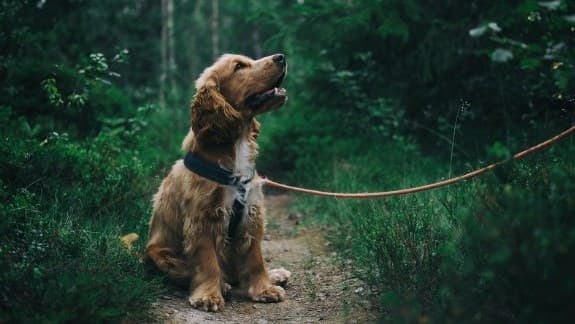 Buntut Kasus Kematian Tragis Maxi, Ribuan Netizen Teken Petisi! Minta Pemerintah Buat Regulasi Penitipan Hewan Peliharaan