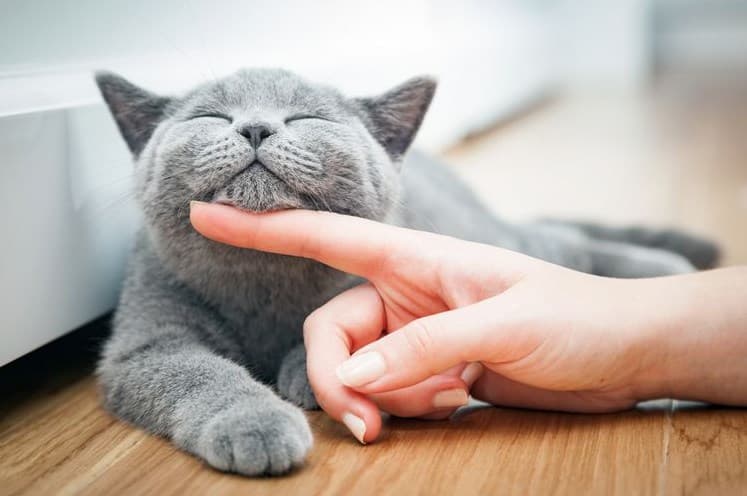 Ilustrasi kucing peliharaan