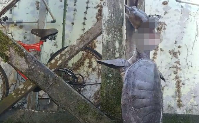 Labi-labi dipenggal secara sadis (Foto: YouTube)