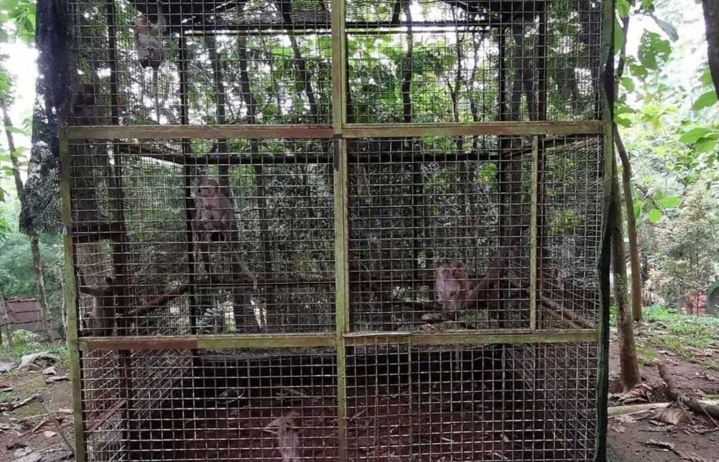 Viral bayi monyet mati di Mini Zoo Bogor.