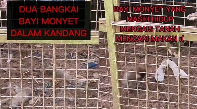 Heboh 2 Bayi Monyet Mati Misterius di Kandang Mini Zoo Bogor, Wali Kota hingga Polisi Turun Tangan!